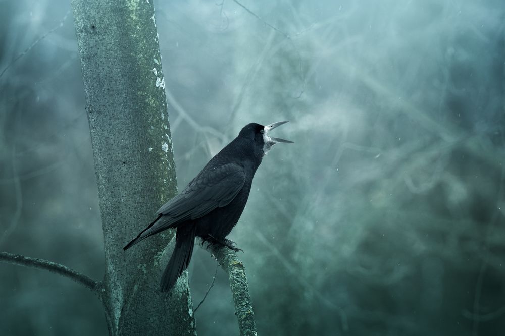 Предвестие весны