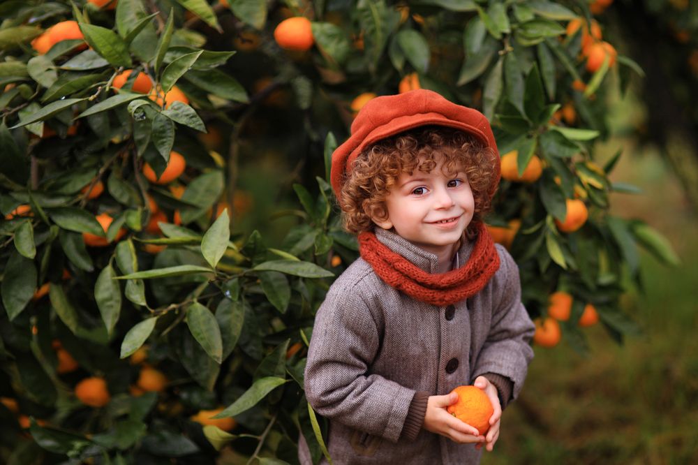 сбор мандаринов