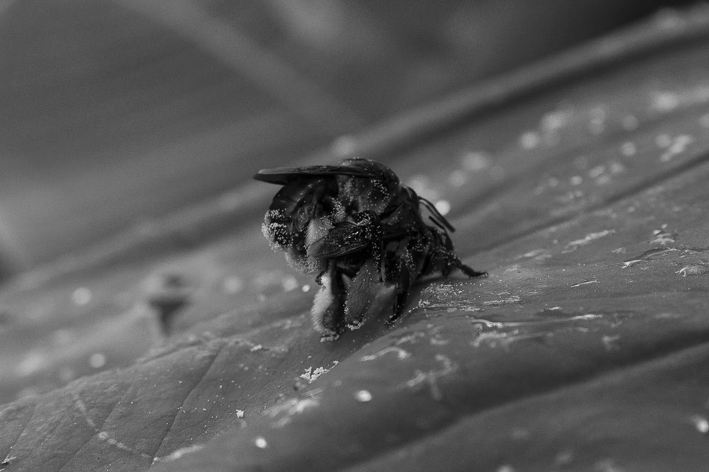 Two wasps