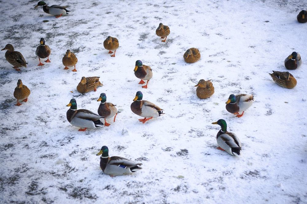 Photograph by Николай Фролов