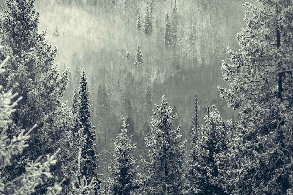 Photograph by Сергей Забиякин