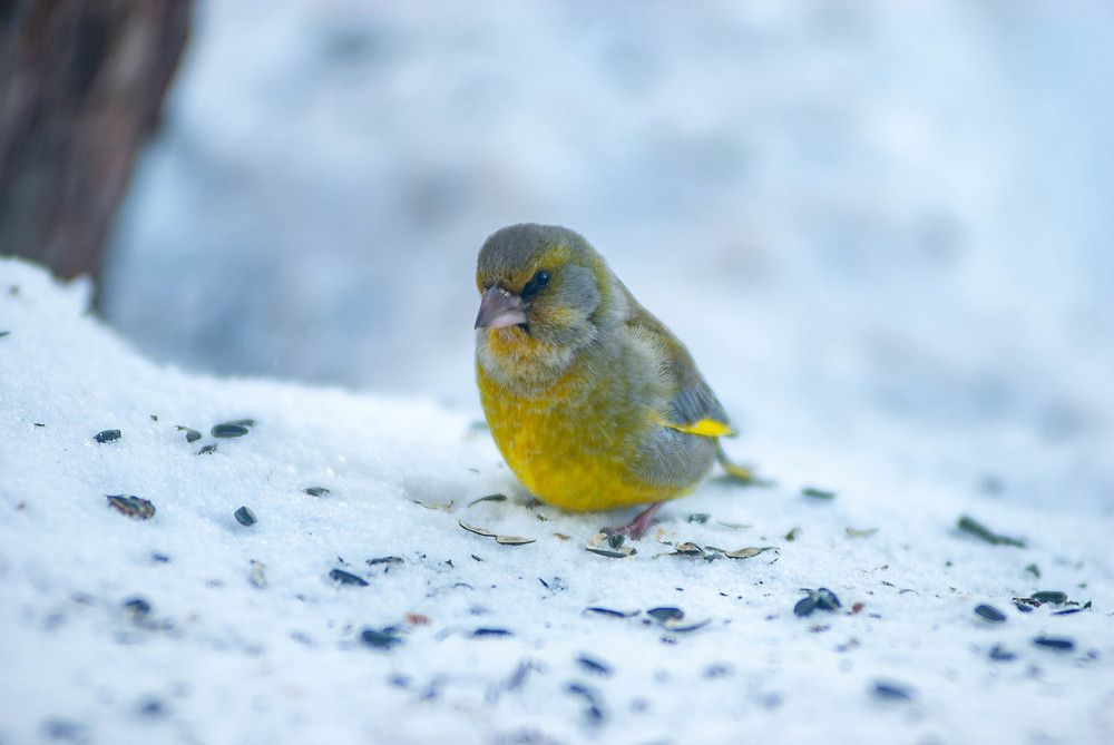 Фотография автора Владимир Оликов