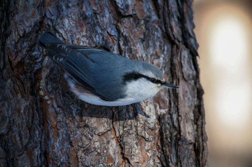 Интересная незнакомка