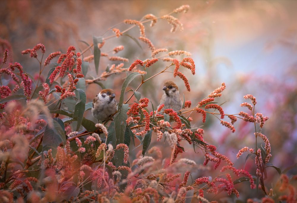 Осень расцвела