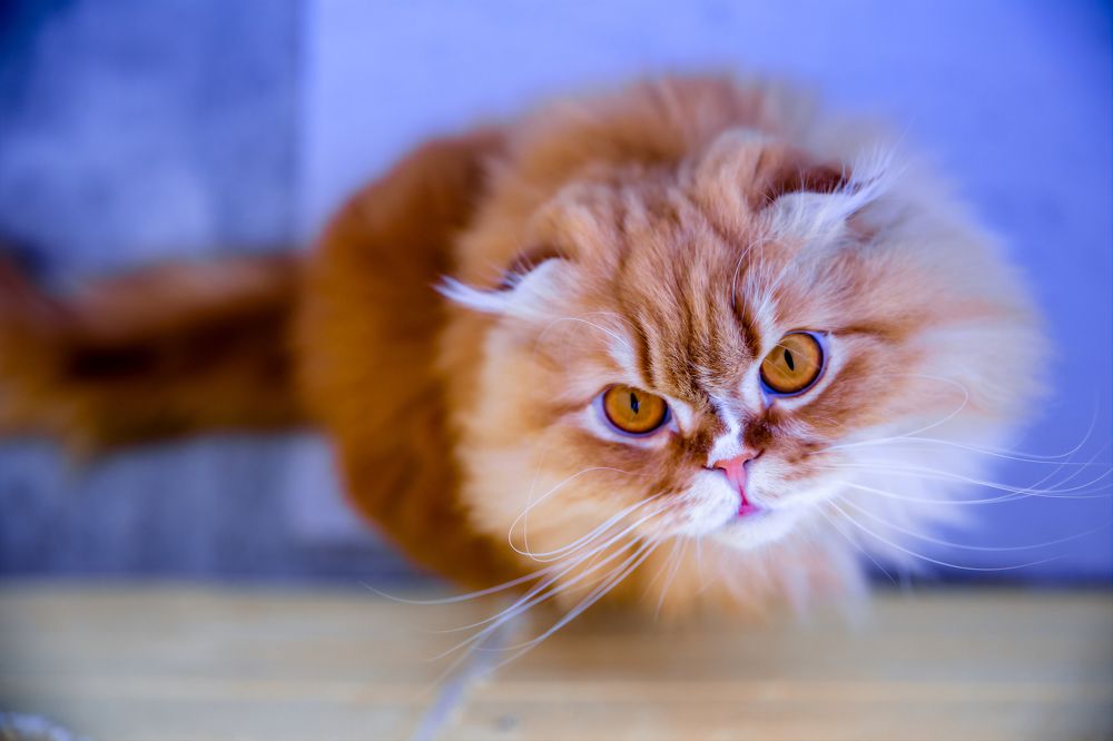 Photograph by Ольга Веретенникова