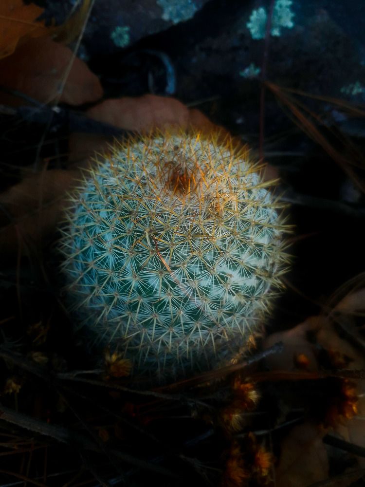Photograph by Rous Quartz
