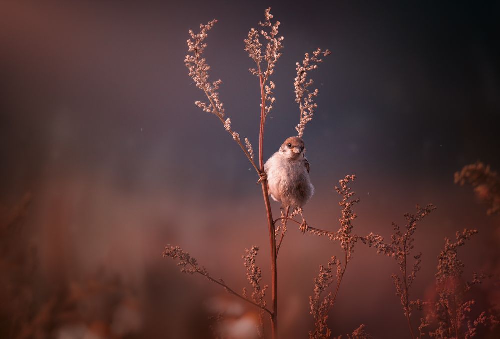 Photograph by Дмитрий Посевич