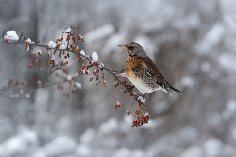 Роскошный завтрак