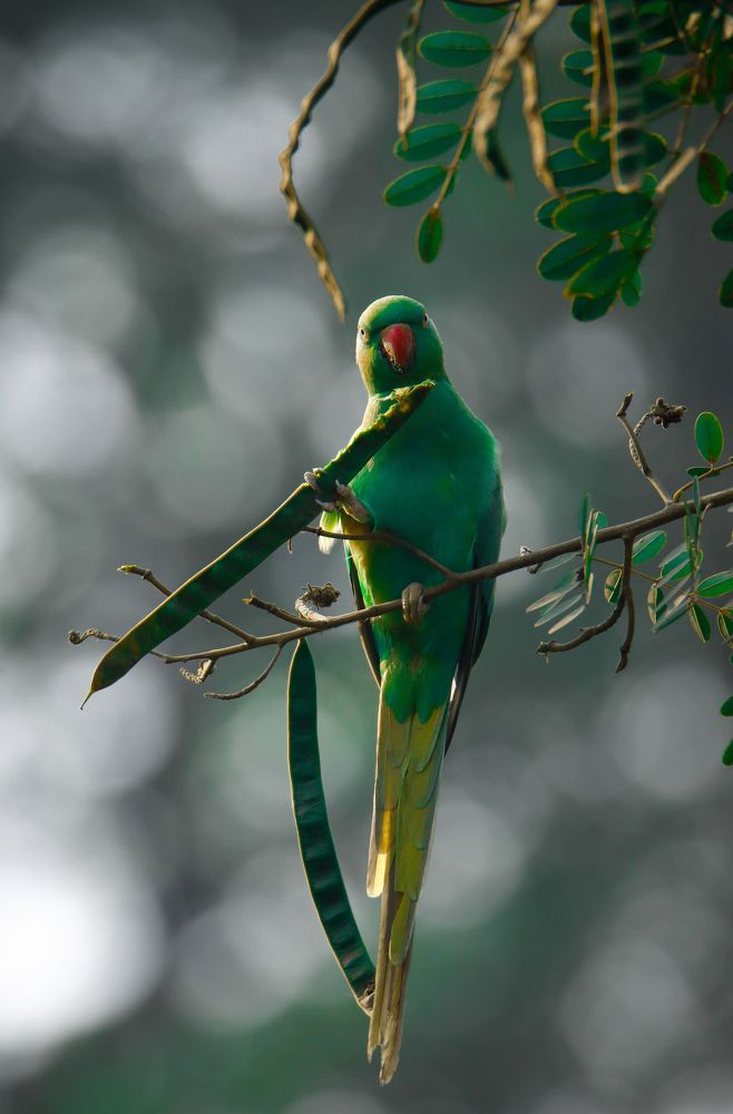 Wildlife