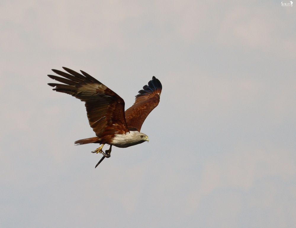 Photograph by Kailas krishna