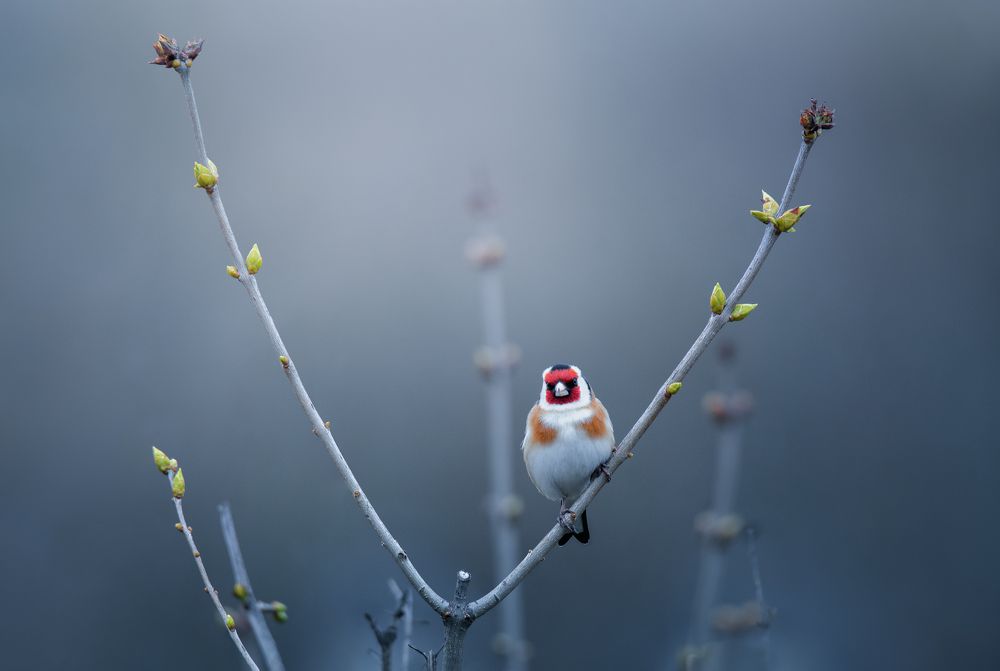 "Виктория" будет за нами !!!