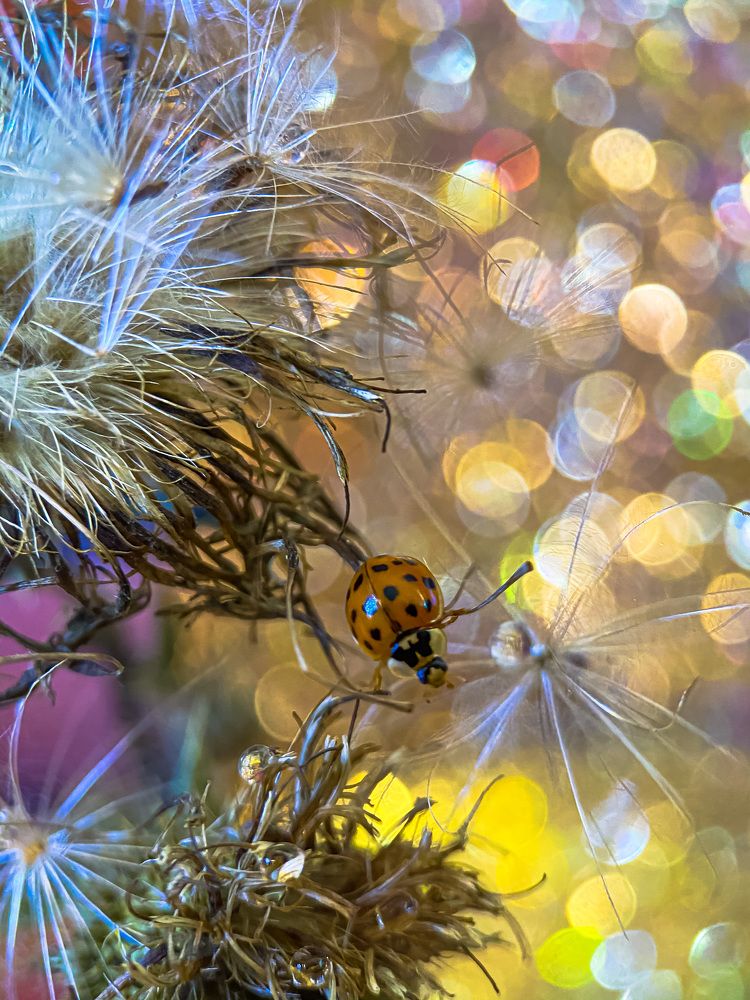 Божья коровка