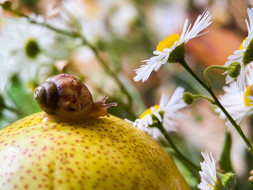 Photograph by Мария Чернецова