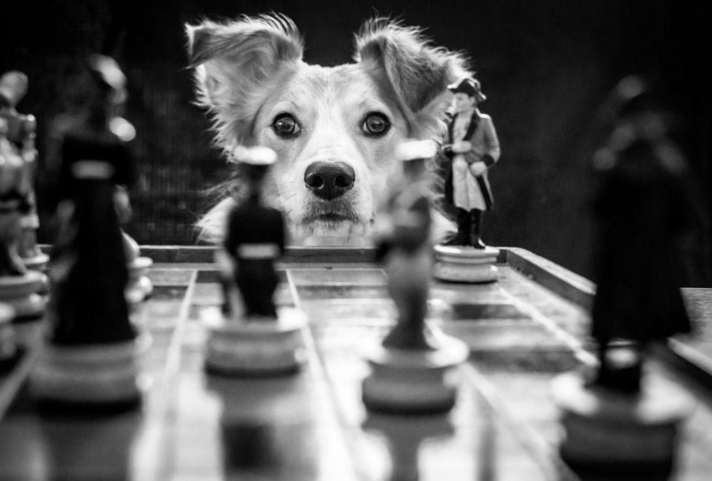Chess match