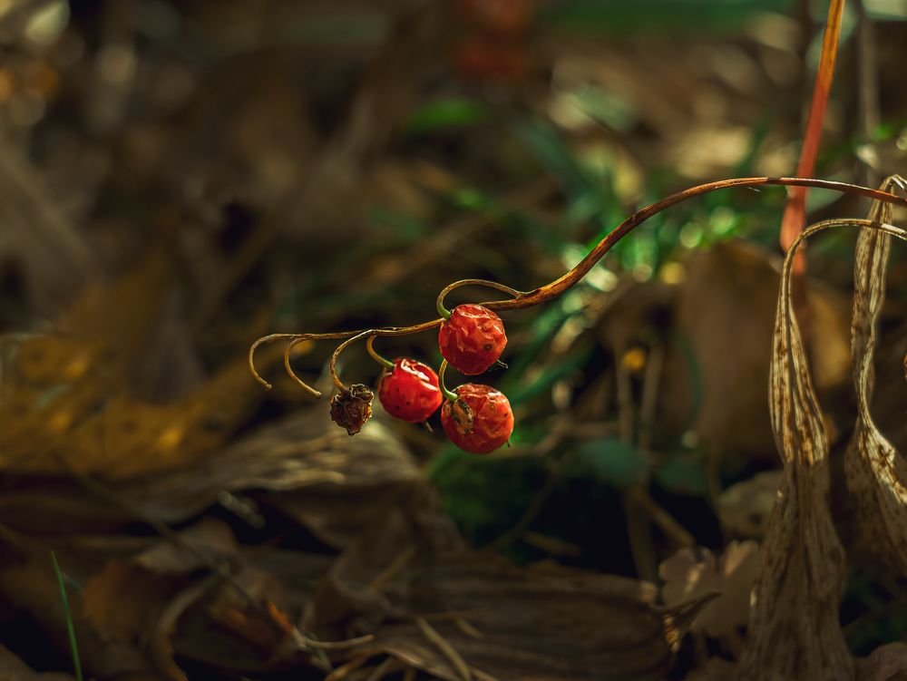 Photograph by Natalia Megelbey