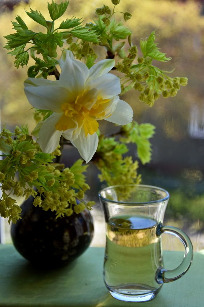 Нарцисс самовлюблённый