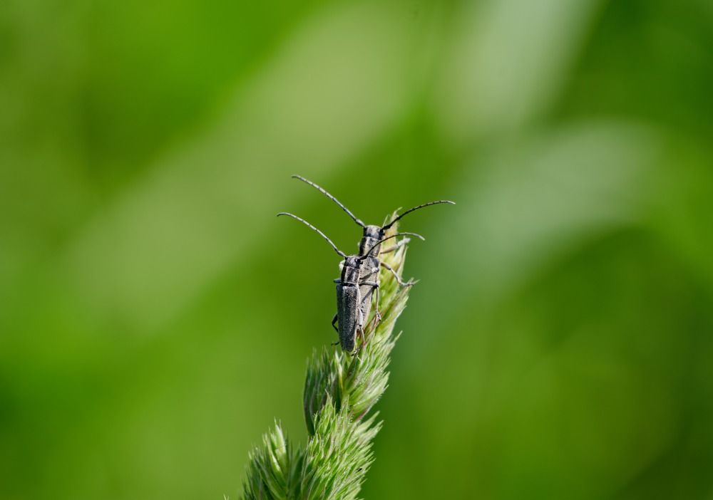 На травинке