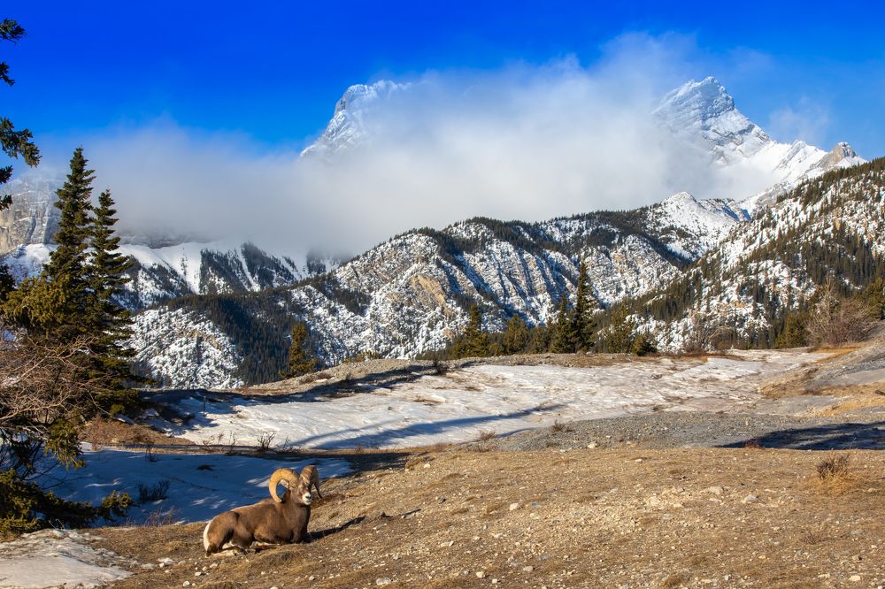 Canadian Rockies Native