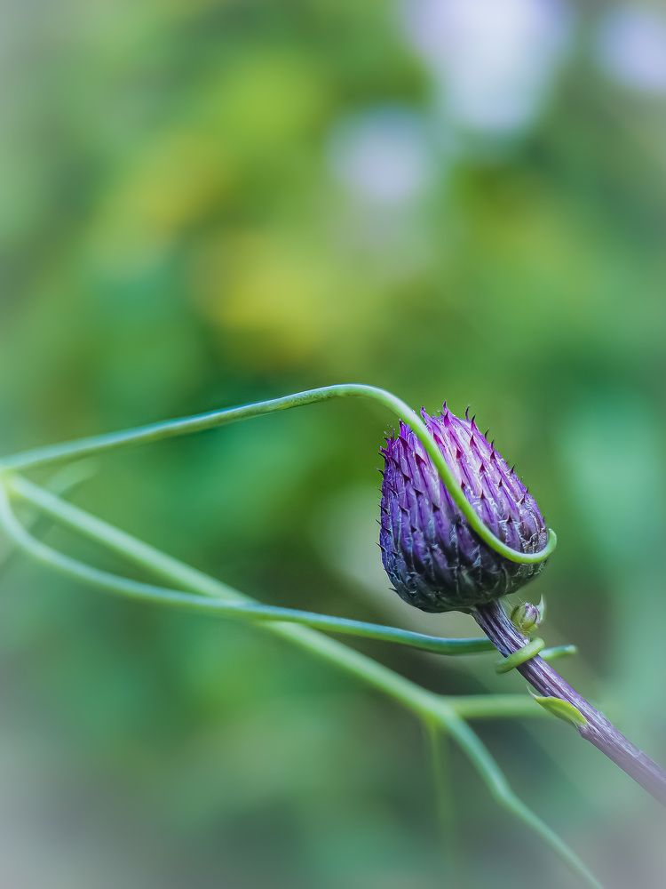 Photograph by Tatyana Belova