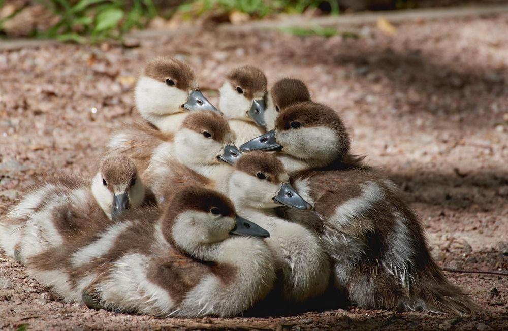 Огарята - дружные ребята -:))