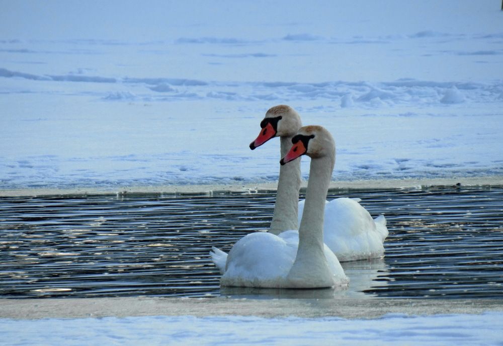Photograph by Светлана Шмигельская