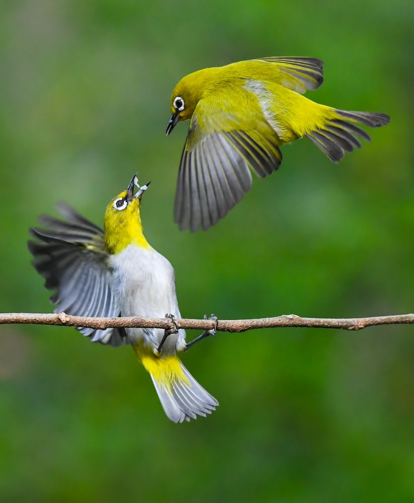 Indian White eyes fight