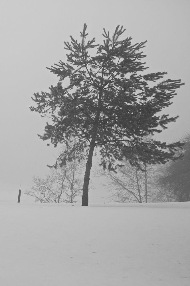 Фотография автора Наталья Васько -Черданцева