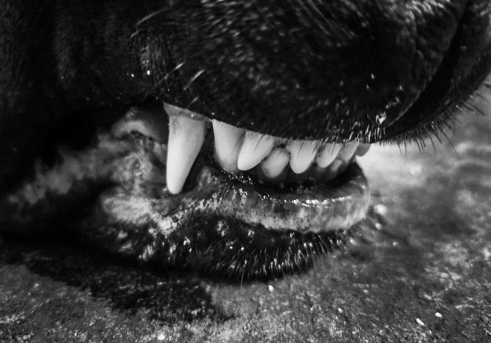 Photograph by Rumen Kurtev