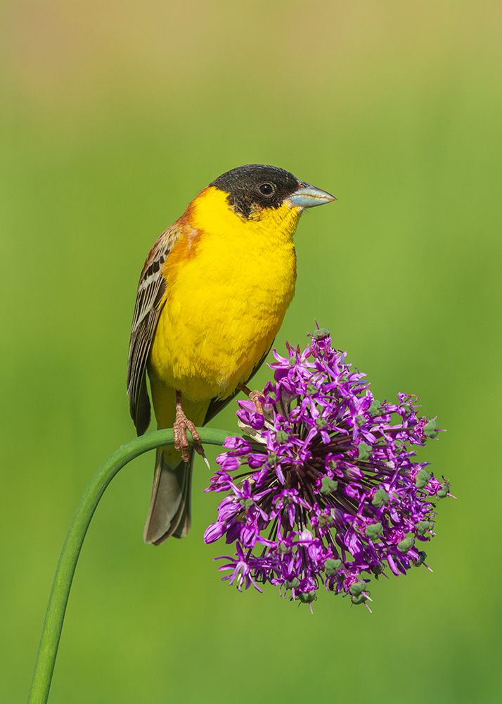 Photograph by sajjad saadat