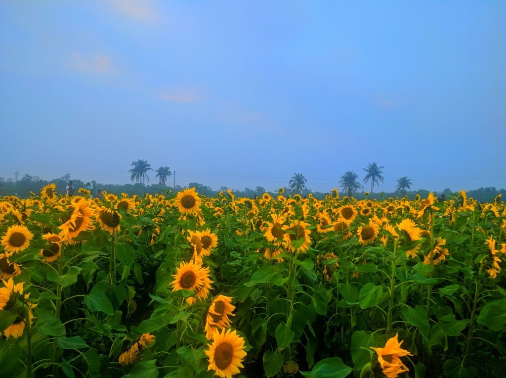 Sunflower Garden