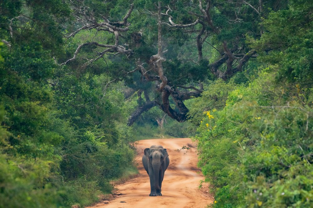 Фотография автора Thivanka Ilanperuma