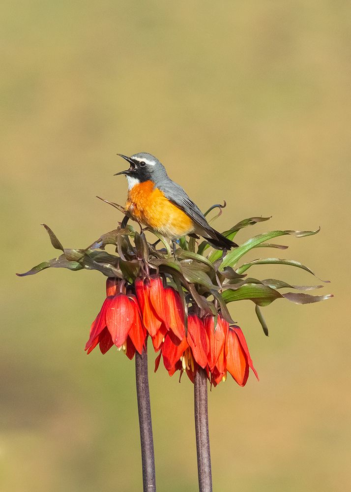 Photograph by sajjad saadat