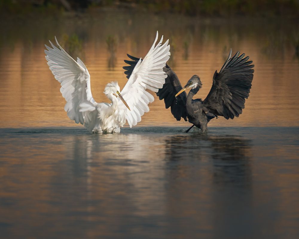 The two Phases of Life