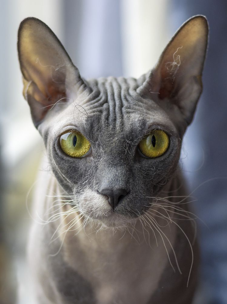 Фотография автора Алексей Крючков