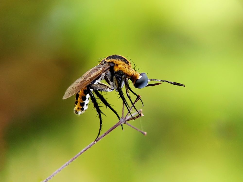 Toxophora