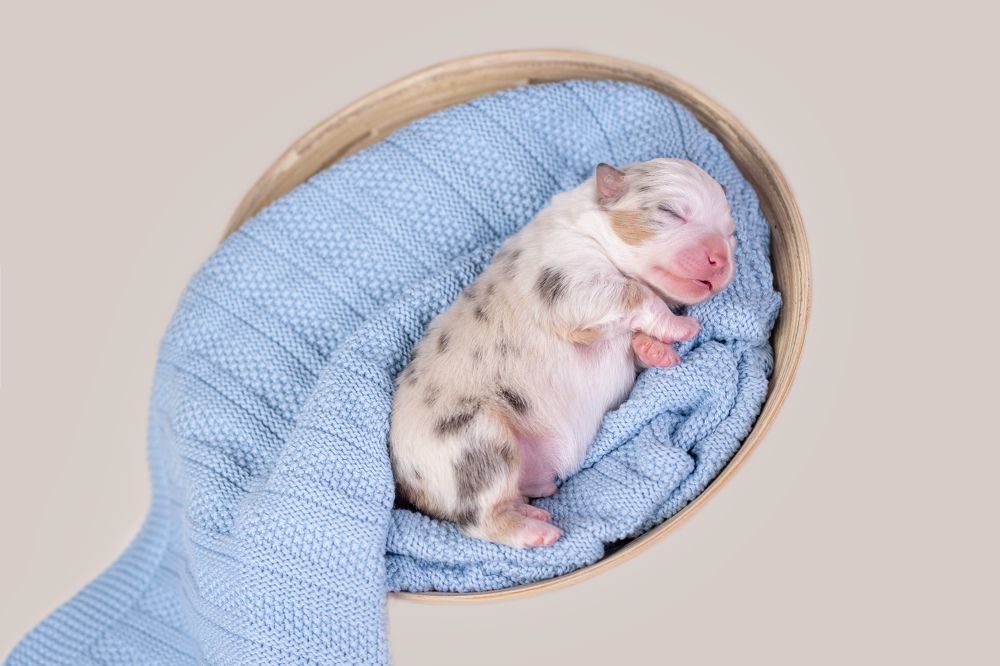 australian  shepherds