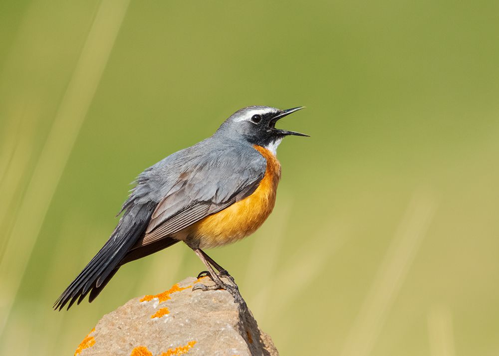 Photograph by sajjad saadat