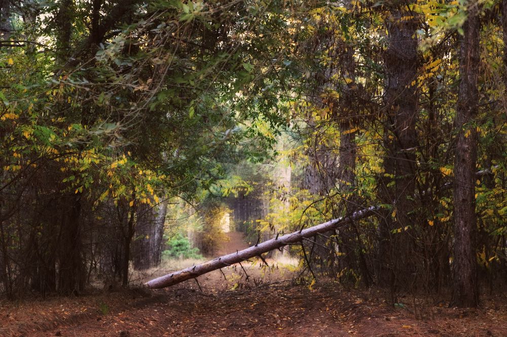 Photograph by Дмитро Філоненко