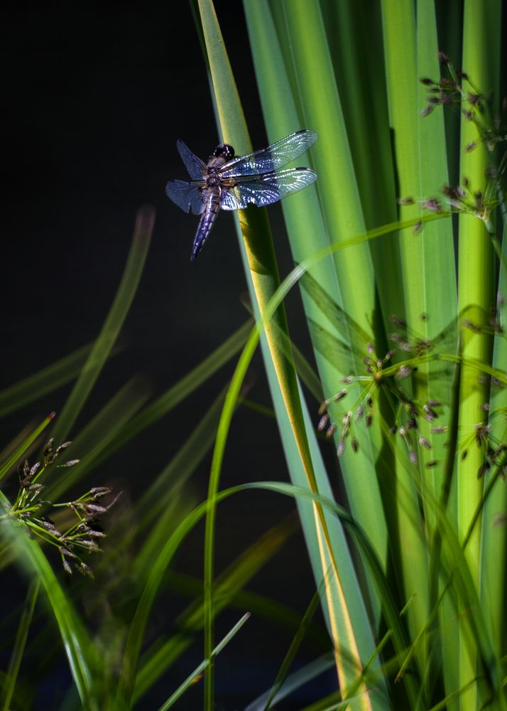 Photograph by Юля Шмелева