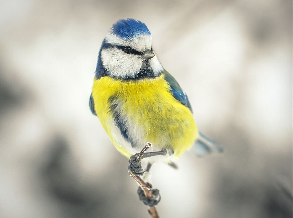 Blue tit portrait