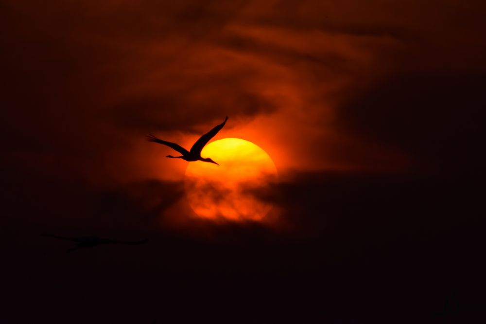 STORK IN SUNSET