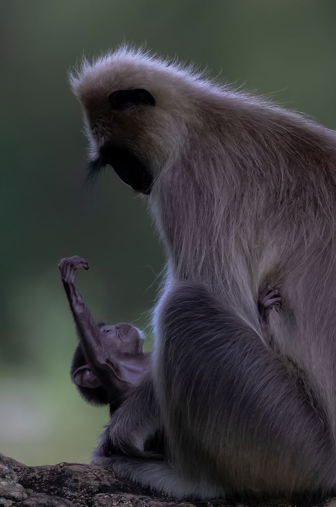 Фотография автора Rajharsha Narayanswamy