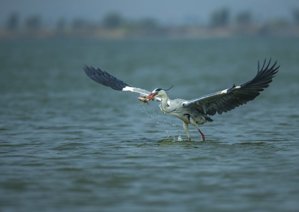 Photograph by Anindita Datta Muhuri