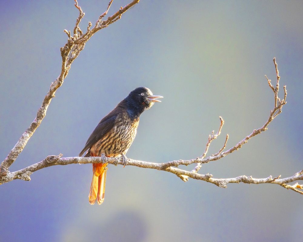 Photograph by Dhruv Singh Kohli