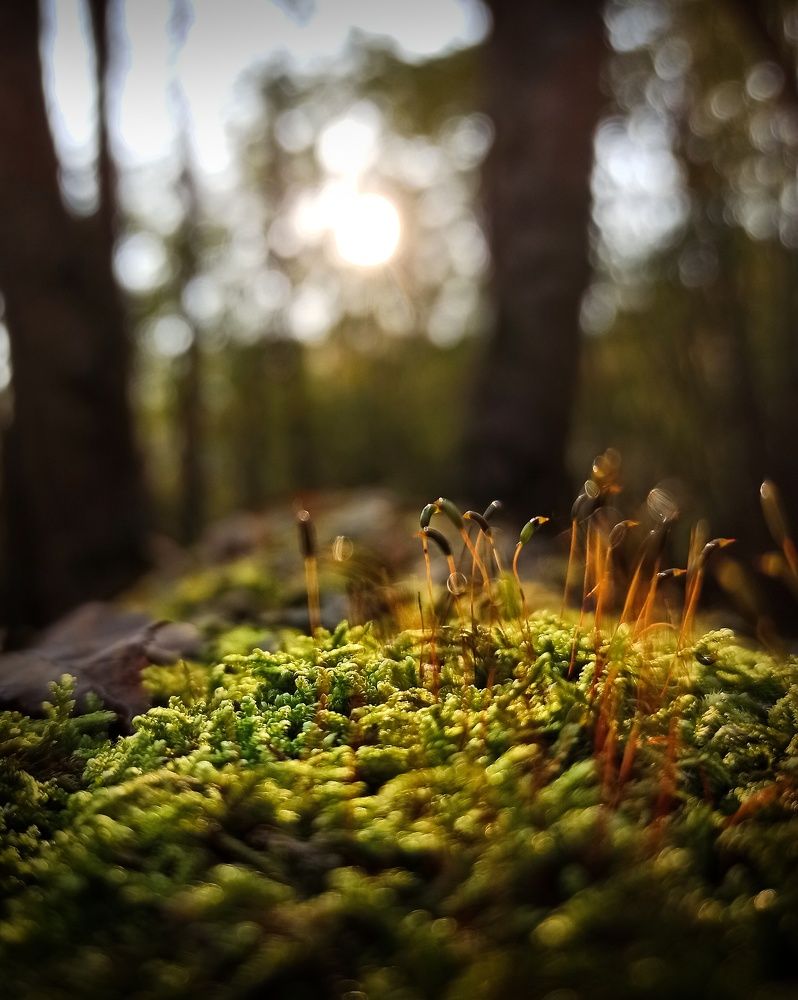 Photograph by Вадим Ковалев