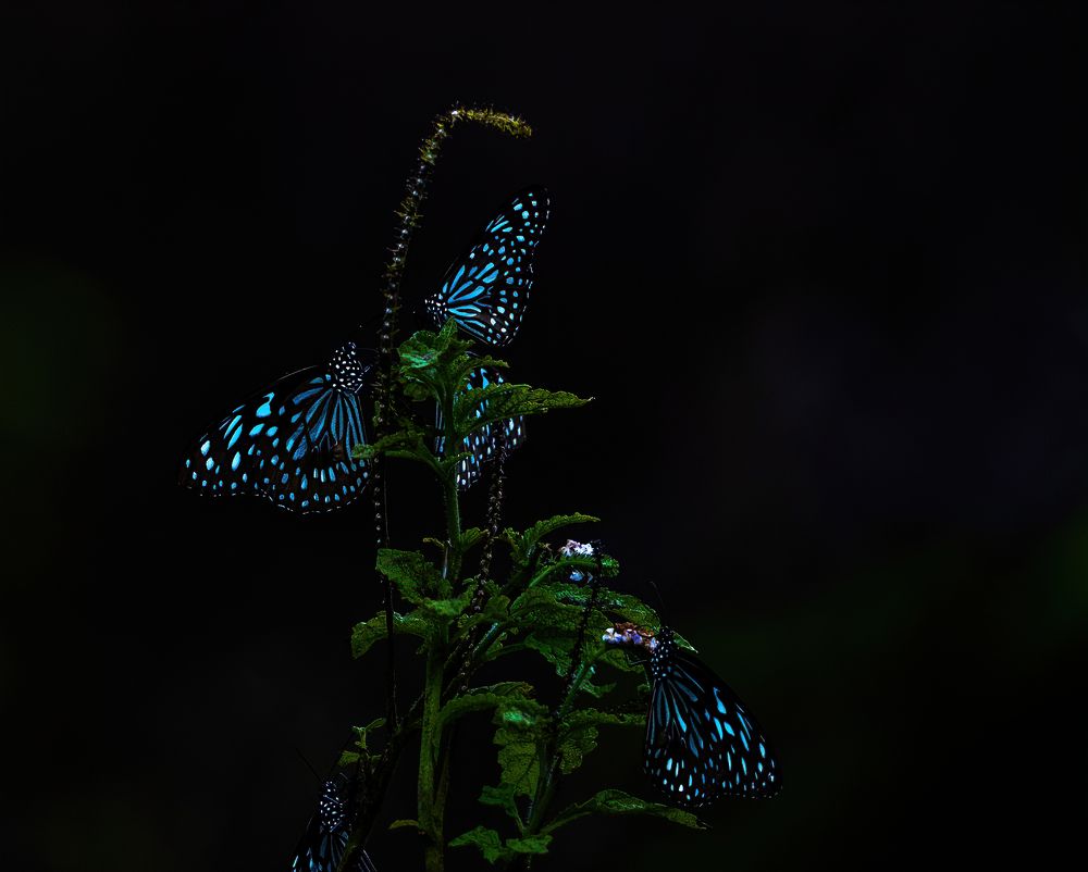 Фотография автора Rajharsha Narayanswamy