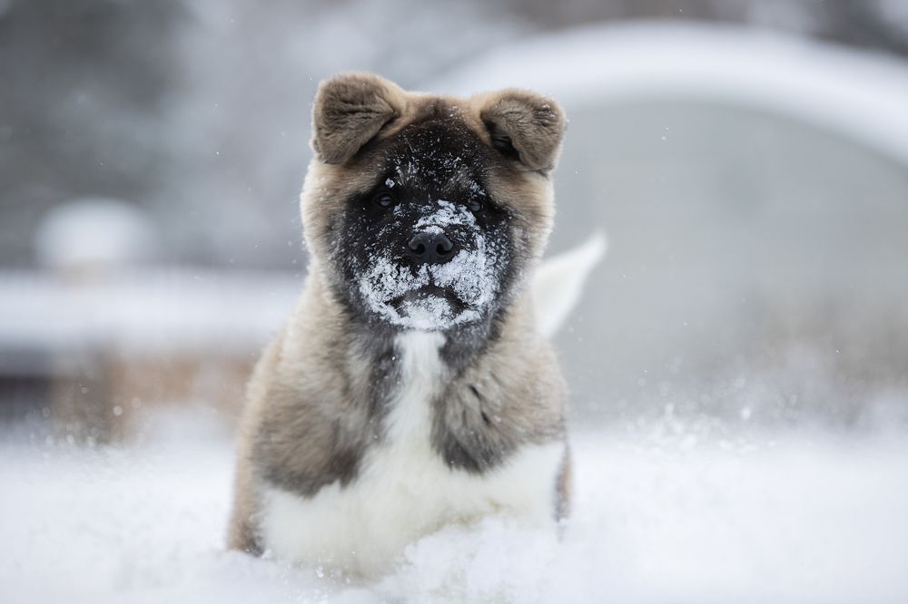 Photograph by Светлана Писарева