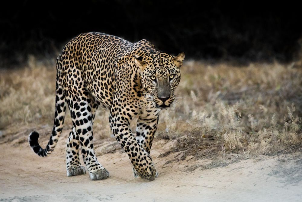 Photograph by Gimantha Perera