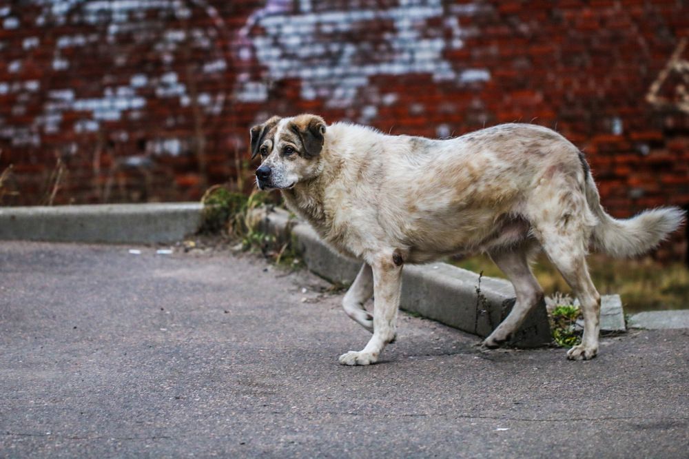 Photograph by Елена Ковалева