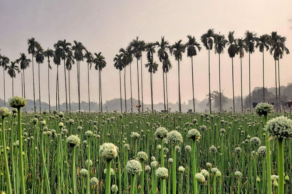 Photograph by Shabbosachi Das